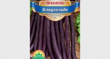 Nejlepší odrůdy kadeřavých a keřových fazolí